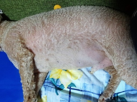 DSC04654
