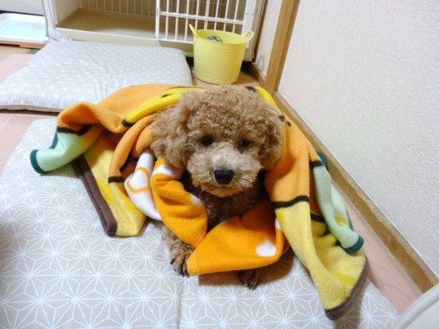 イメージ 11
