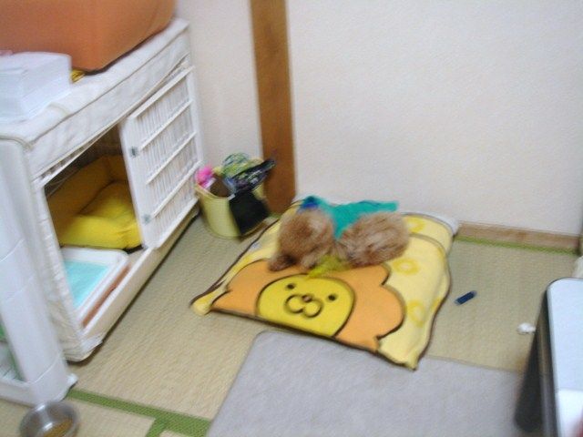 イメージ 14