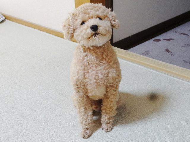 イメージ 4