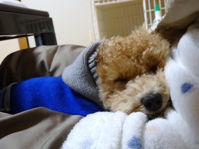 イメージ 5