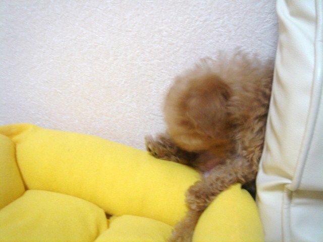 イメージ 10