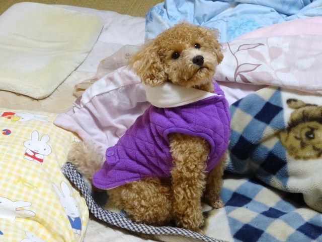 イメージ 8