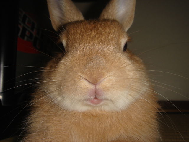 イメージ 4