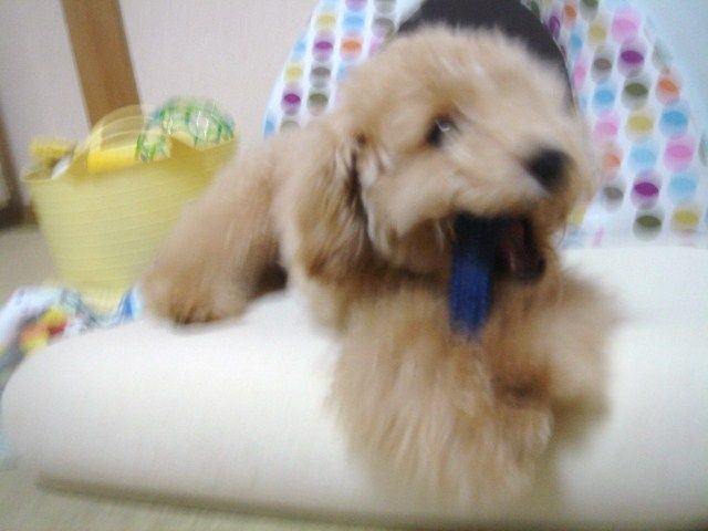 イメージ 7