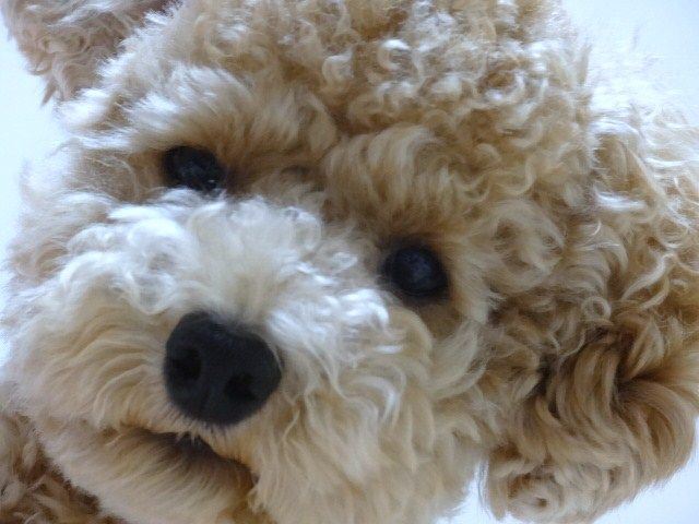 イメージ 7