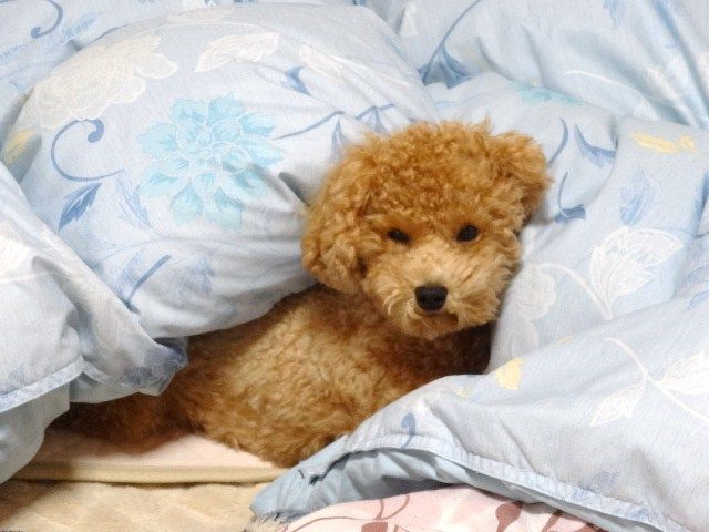 イメージ 6