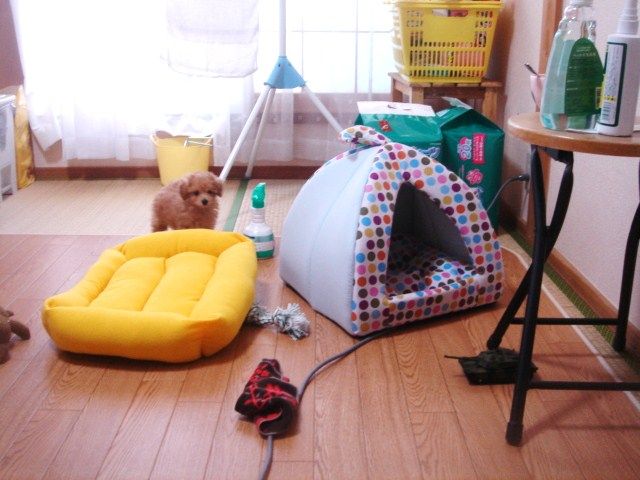 イメージ 5
