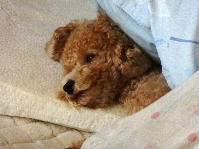 イメージ 8