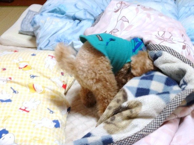 イメージ 5