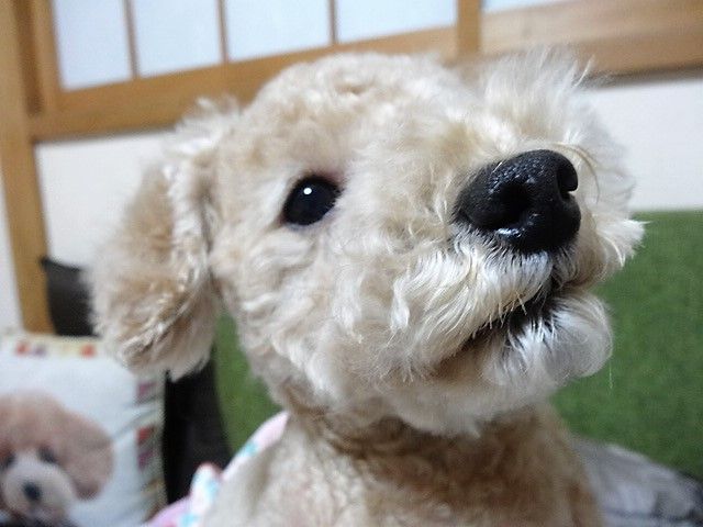 イメージ 11