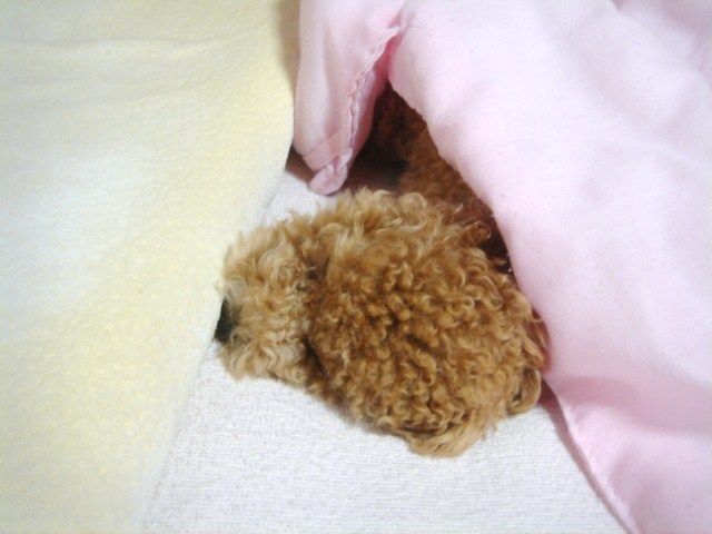 イメージ 8