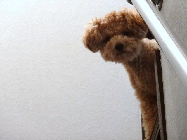 イメージ 9