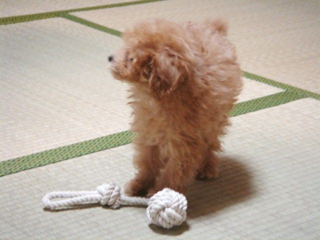 イメージ 6