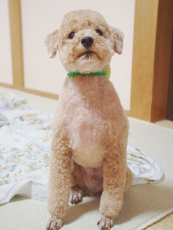 イメージ 7