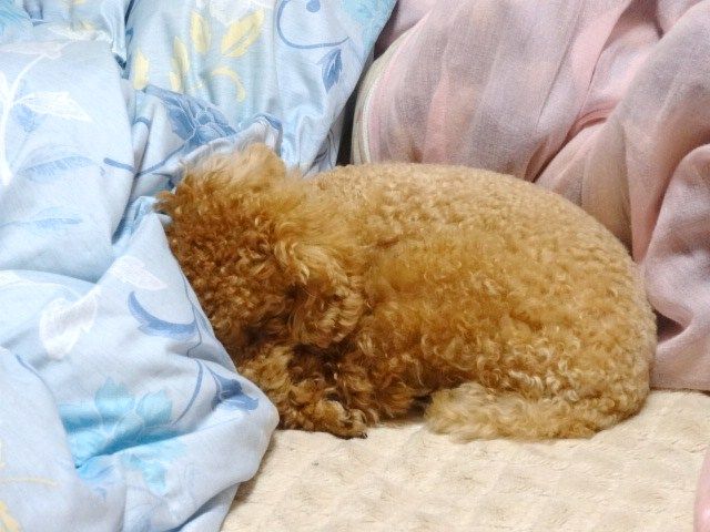 イメージ 9