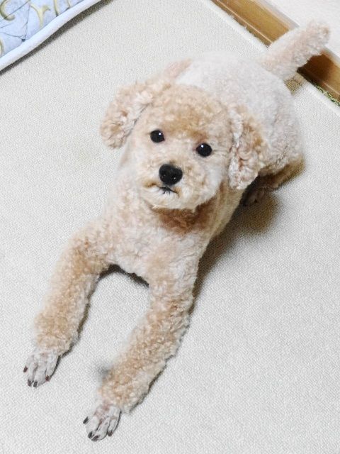 イメージ 5