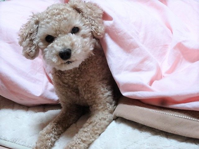 イメージ 4
