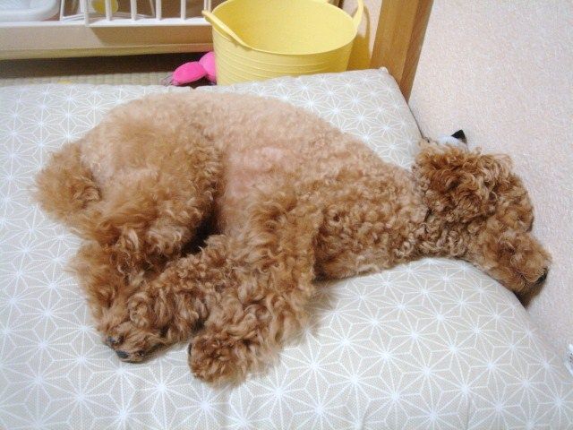 イメージ 7
