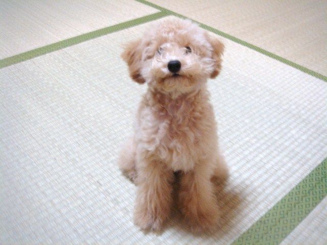 イメージ 11
