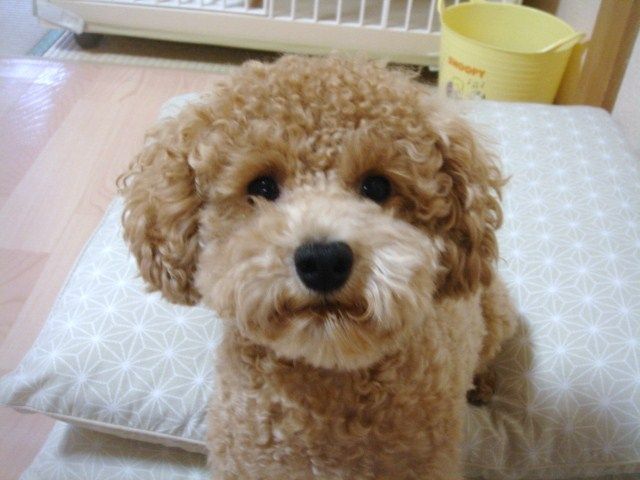 イメージ 10