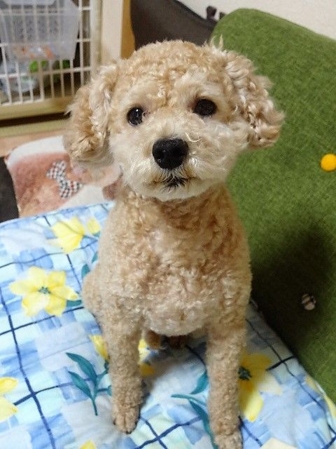 イメージ 5