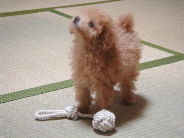 イメージ 9