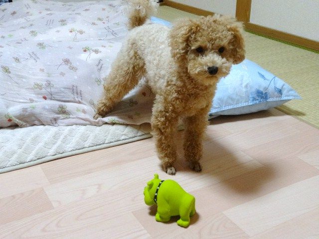イメージ 4