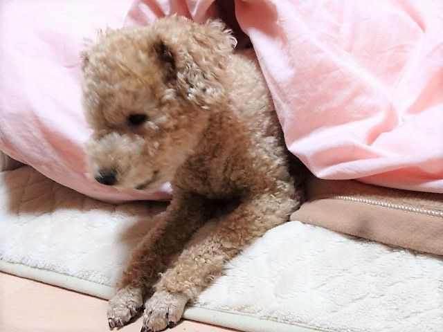 イメージ 2