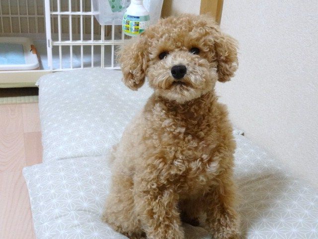 イメージ 7
