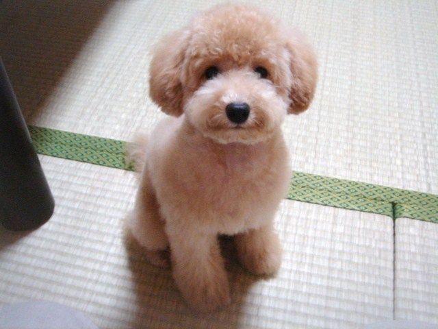 イメージ 5
