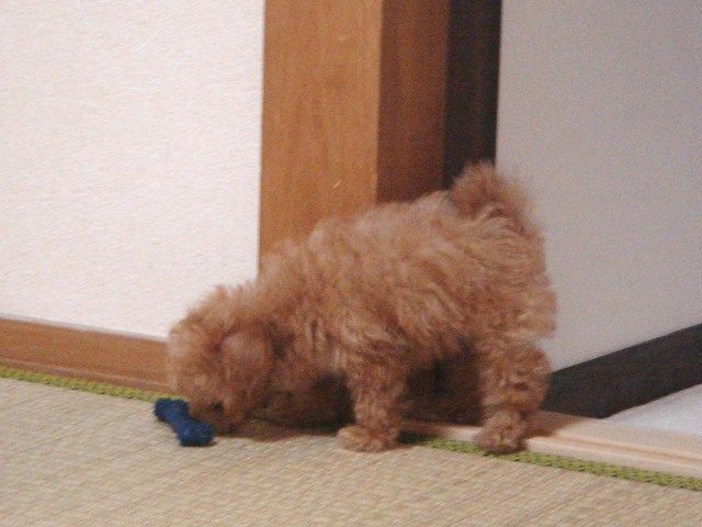 イメージ 13