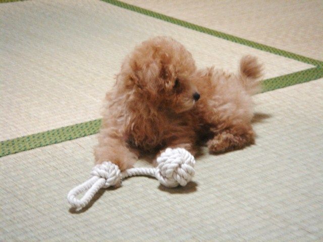 イメージ 5