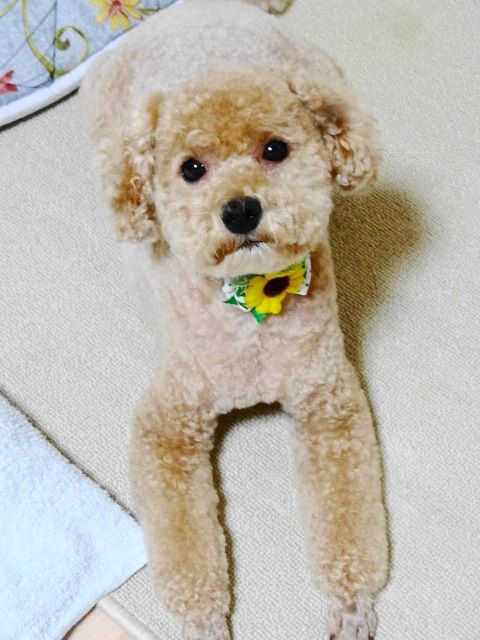 イメージ 8