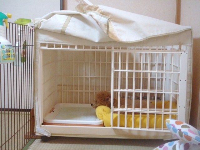 イメージ 5