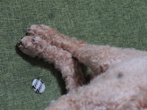 DSC04849 (1)