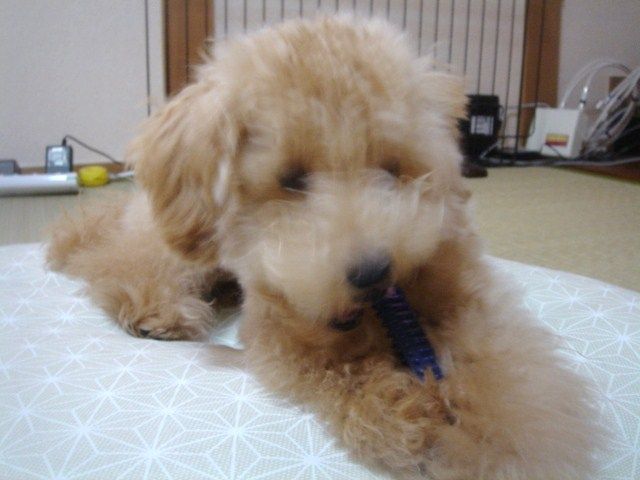イメージ 16