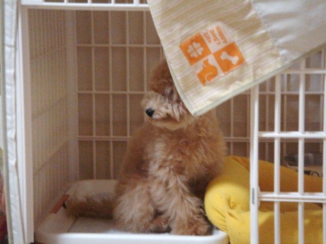 イメージ 6