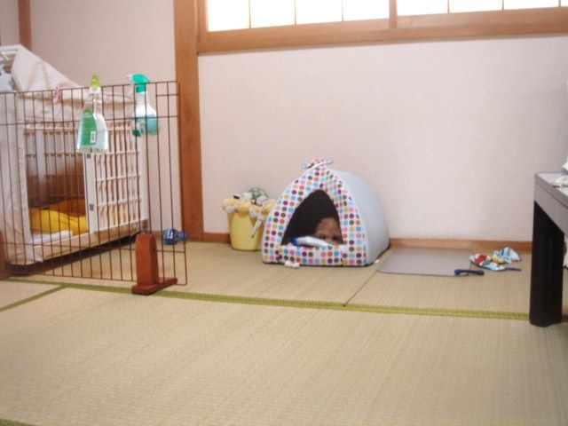 イメージ 5