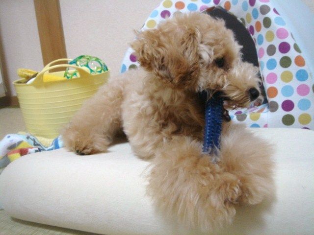 イメージ 8