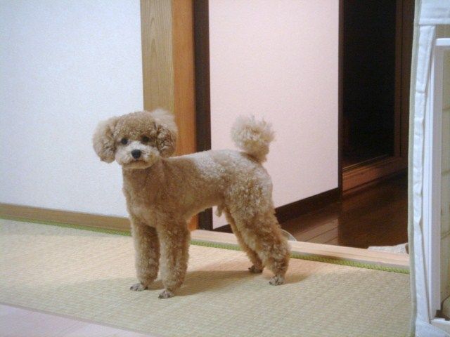 イメージ 5