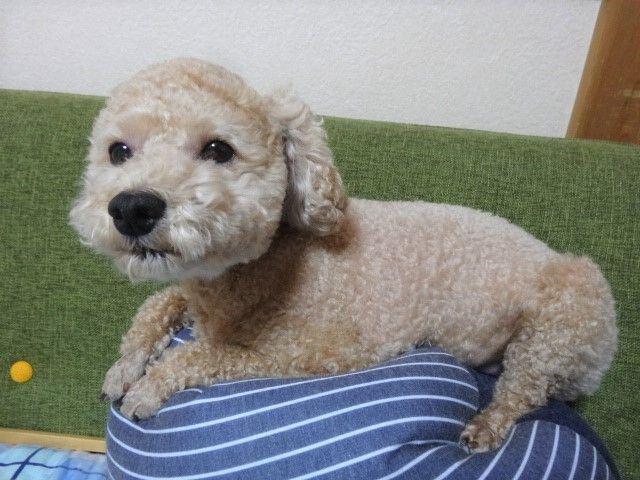 イメージ 10