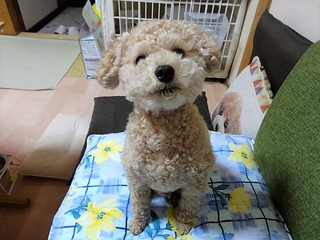 イメージ 11