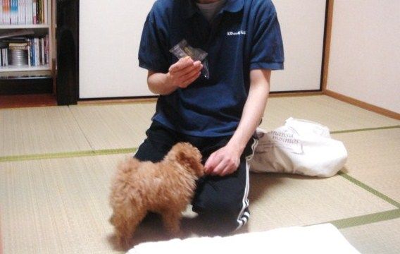イメージ 11