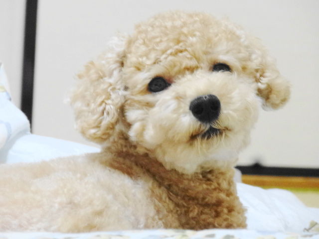 イメージ 5
