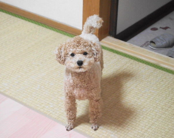 イメージ 5