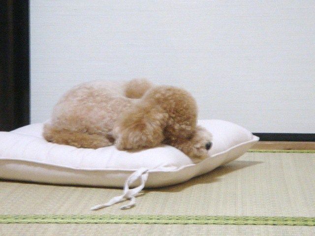 イメージ 2