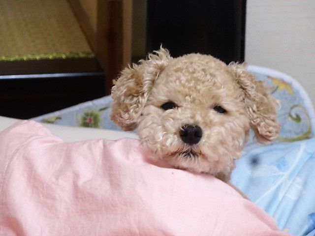 イメージ 4