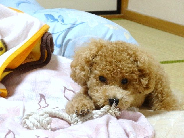 イメージ 8