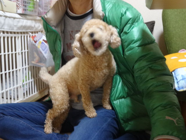 イメージ 15